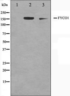 FYCO1 Antibody - Western blot analysis on A549 and HuvEc cell lysates using FYCO1 antibody. The lane on the left is treated with the antigen-specific peptide.