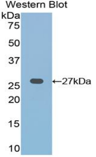 FZD1 / Frizzled 1 Antibody - Western blot of recombinant FZD1 / Frizzled 1.  This image was taken for the unconjugated form of this product. Other forms have not been tested.