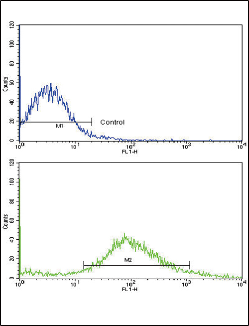FZD1 / Frizzled 1 Antibody - Flow cytometric of NCI-H292 cells using FZD1 Antibody (bottom histogram) compared to a negative control cell (top histogram). FITC-conjugated goat-anti-rabbit secondary antibodies were used for the analysis.