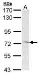 FZD1 / Frizzled 1 Antibody - Sample (30 ug of whole cell lysate). A: Hep G2. 7.5% SDS PAGE. FZD1 antibody diluted at 1:1000. 
