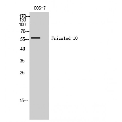 FZD10 / Frizzled 10 Antibody - Western blot of Frizzled-10 antibody