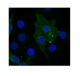 FZD10 / Frizzled 10 Antibody - FZD10 Antibody in COS7 cells transfected with chick FZD10 using Immunofluorescence.  This image was taken for the unconjugated form of this product. Other forms have not been tested.