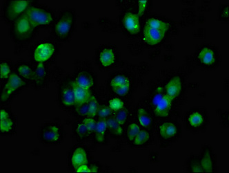 FZD10 / Frizzled 10 Antibody - Immunofluorescent analysis of HepG2 cells at a dilution of 1:100 and Alexa Fluor 488-congugated AffiniPure Goat Anti-Rabbit IgG(H+L)