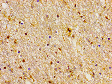 FZD10 / Frizzled 10 Antibody - Immunohistochemistry image of paraffin-embedded human brain tissue at a dilution of 1:100