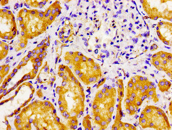 FZD10 / Frizzled 10 Antibody - Immunohistochemistry image of paraffin-embedded human kidney tissue at a dilution of 1:100