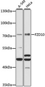 FZD10 / Frizzled 10 Antibody - Western blot analysis of extracts of various cell lines, using FZD10 antibody at 1:1000 dilution. The secondary antibody used was an HRP Goat Anti-Rabbit IgG (H+L) at 1:10000 dilution. Lysates were loaded 25ug per lane and 3% nonfat dry milk in TBST was used for blocking. An ECL Kit was used for detection and the exposure time was 90s.