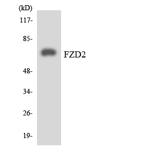 FZD2 / Frizzled 2 Antibody - Western blot analysis of the lysates from HepG2 cells using FZD2 antibody.