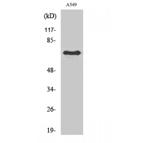 FZD3 / Frizzled 3 Antibody - Western blot of Frizzled-3 antibody