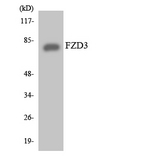 FZD3 / Frizzled 3 Antibody - Western blot analysis of the lysates from HeLa cells using FZD3 antibody.
