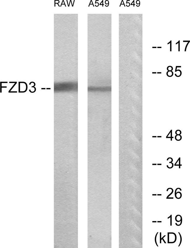 FZD3 / Frizzled 3 Antibody - Western blot analysis of lysates from A549 and RAW264.7 cells, using FZD3 Antibody. The lane on the right is blocked with the synthesized peptide.
