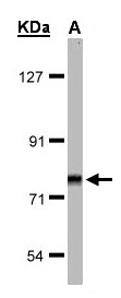 FZD3 / Frizzled 3 Antibody - Sample(30 g of whole cell lysate). A: Raji. 7.5% SDS PAGE. FZD3 antibody diluted at 1:1000.