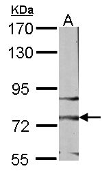 FZD3 / Frizzled 3 Antibody - Sample (30 ug of whole cell lysate). A: NIH-3T3. 7.5% SDS PAGE. FZD3 antibody diluted at 1:1000.