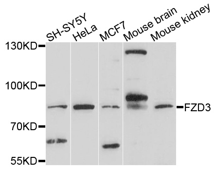 FZD3 / Frizzled 3 Antibody - Western blot analysis of extracts of various cell lines, using FZD3 antibody at 1:1000 dilution. The secondary antibody used was an HRP Goat Anti-Rabbit IgG (H+L) at 1:10000 dilution. Lysates were loaded 25ug per lane and 3% nonfat dry milk in TBST was used for blocking. An ECL Kit was used for detection and the exposure time was 90s.