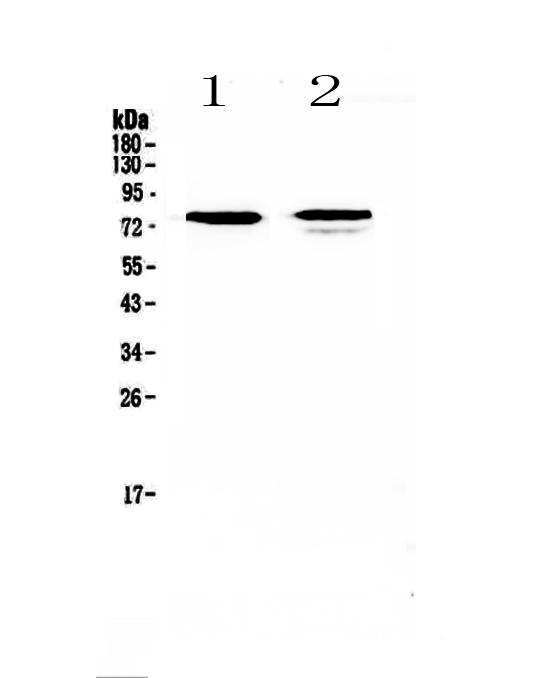 FZD3 / Frizzled 3 Antibody - Western blot - Anti-FZD3/Frizzled 3 antibody