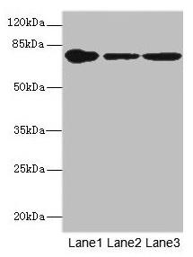 FZD3 / Frizzled 3 Antibody - Western blot All lanes: FZD3 antibody at 1.94µg/ml Lane 1: THP-1 whole cell lysate Lane 2: Hela whole cell lysate Lane 3: HepG2 whole cell lysate Secondary Goat polyclonal to rabbit IgG at 1/10000 dilution Predicted band size: 77 kDa Observed band size: 77 kDa