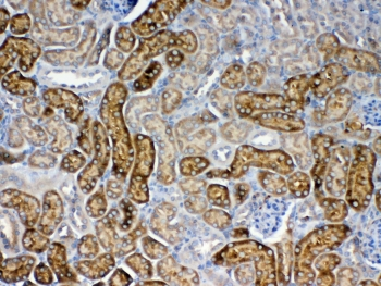 FZD3 / Frizzled 3 Antibody - IHC testing of FFPE mouse kidney tissue with FZD3 antibody at 1ug/ml. Required HIER: steam section in pH6 citrate buffer for 20 min and allow to cool prior to testing.