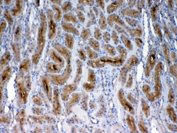 FZD3 / Frizzled 3 Antibody - IHC testing of FFPE rat kidney tissue with FZD3 antibody at 1ug/ml. Required HIER: steam section in pH6 citrate buffer for 20 min and allow to cool prior to testing.