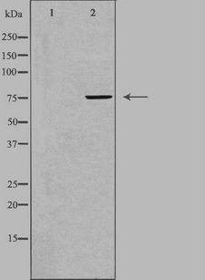FZD3 / Frizzled 3 Antibody - Western blot analysis of extracts of RAW264.7 cells using FZD3 antibody. The lane on the left is treated with the antigen-specific peptide.