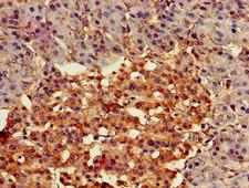FZD4 / Frizzled 4 Antibody - Immunohistochemistry of paraffin-embedded human pancreatic tissue using FZD4 Antibody at dilution of 1:100