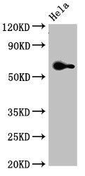 FZD4 / Frizzled 4 Antibody - Western Blot Positive WB detected in: Hela whole cell lysate All lanes: FZD4 antibody at 3.5µg/ml Secondary Goat polyclonal to rabbit IgG at 1/50000 dilution Predicted band size: 60 kDa Observed band size: 60 kDa