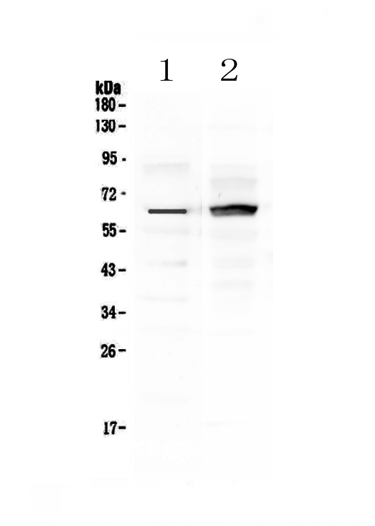 FZD4 / Frizzled 4 Antibody - Western blot - Anti-Frizzled 4 Picoband antibody