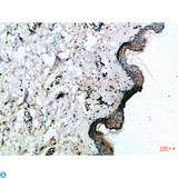 FZD4 / Frizzled 4 Antibody - Immunohistochemical analysis of paraffin-embedded Human-skin, antibody was diluted at 1:100.