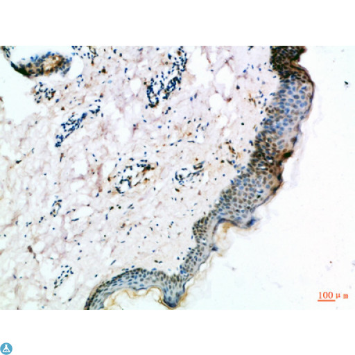 FZD4 / Frizzled 4 Antibody - Immunohistochemical analysis of paraffin-embedded human-skin, antibody was diluted at 1:100.