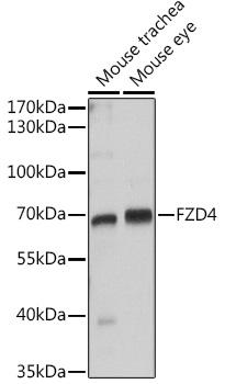FZD4 / Frizzled 4 Antibody - Western blot analysis of extracts of various cell lines using FZD4 Polyclonal Antibody at dilution of 1:1000.