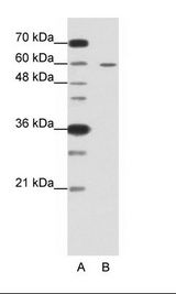 FZD5 / Frizzled 5 Antibody - A: Marker, B: HepG2 Cell Lysate.  This image was taken for the unconjugated form of this product. Other forms have not been tested.