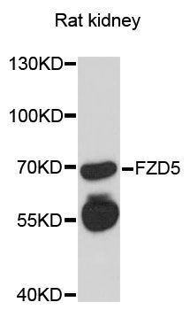 FZD5 / Frizzled 5 Antibody - Western blot analysis of extracts of rat kidney, using FZD5 antibody at 1:3000 dilution. The secondary antibody used was an HRP Goat Anti-Rabbit IgG (H+L) at 1:10000 dilution. Lysates were loaded 25ug per lane and 3% nonfat dry milk in TBST was used for blocking. An ECL Kit was used for detection and the exposure time was 90s.