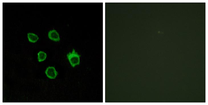 FZD5 / Frizzled 5 Antibody - Peptide - + Immunofluorescence analysis of COS-7 cells, using FZD5 antibody.