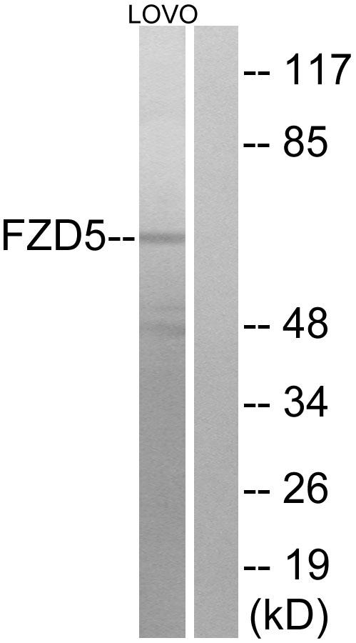 FZD5 / Frizzled 5 Antibody - Western blot analysis of extracts from LOVO cells, using FZD5 antibody.