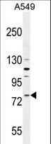 FZD6 / Frizzled 6 Antibody - FZD6 Antibody western blot of A549 cell line lysates (35 ug/lane). The FZD6 antibody detected the FZD6 protein (arrow).
