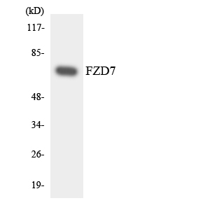 FZD7 / Frizzled 7 Antibody - Western blot analysis of the lysates from HUVECcells using FZD7 antibody.