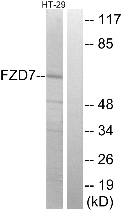 FZD7 / Frizzled 7 Antibody - Western blot analysis of lysates from HT-29 cells, using FZD7 Antibody. The lane on the right is blocked with the synthesized peptide.