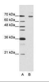 FZD7 / Frizzled 7 Antibody - A: Marker, B: HepG2 Cell Lysate.  This image was taken for the unconjugated form of this product. Other forms have not been tested.