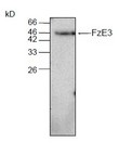 FZD7 / Frizzled 7 Antibody