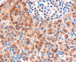 FZD8 / Frizzled 8 Antibody - Goat Anti-FZD8 / frizzled 8 Antibody (3µg/ml) staining of paraffin embedded Human Pancreas. Microwaved antigen retrieval with Tris/EDTA buffer pH9, HRP-