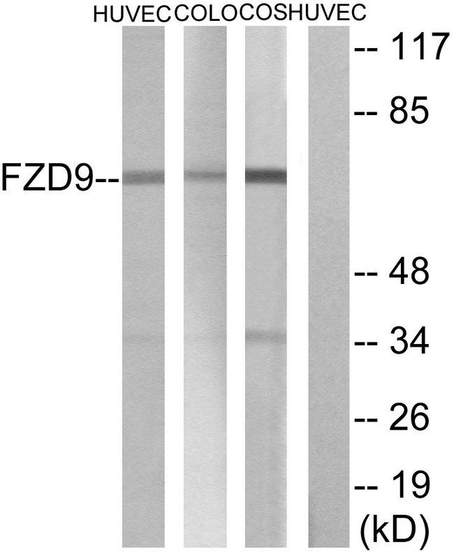FZD9 / Frizzled 9 Antibody - Western blot analysis of extracts from HUVEC cells COLO cells and COS cells, using FZD9 antibody.
