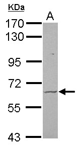 FZD9 / Frizzled 9 Antibody - Sample (30 ug of whole cell lysate) A: U87-MG 7.5% SDS PAGE FZD9 / Frizzled 9 antibody diluted at 1:1000