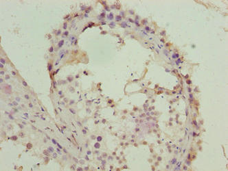 FZR1 Antibody - Immunohistochemistry of paraffin-embedded human testis tissue using FZR1 Antibody at dilution of 1:100