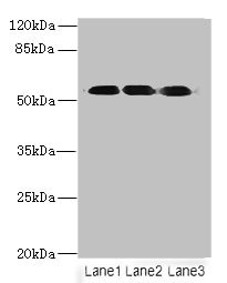 FZR1 Antibody - Western blot All lanes: FZR1 antibody at 6µg/ml Lane 1: Hela whole cell lysate Lane 2: Jurkat whole cell lysate Lane 3: 293T whole cell lysate Secondary Goat polyclonal to rabbit IgG at 1/10000 dilution Predicted band size: 56, 55, 45 kDa Observed band size: 56 kDa