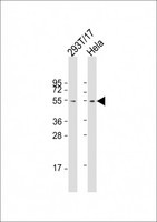 FZR1 Antibody - All lanes: Anti-FZR Antibody at 1:2000 dilution. Lane 1: 293T/17 whole cell lysate. Lane 2: HeLa whole cell lysate Lysates/proteins at 20 ug per lane. Secondary Goat Anti-mouse IgG, (H+L), Peroxidase conjugated at 1:10000 dilution. Predicted band size: 55 kDa. Blocking/Dilution buffer: 5% NFDM/TBST.