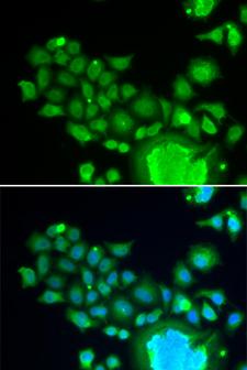 FZR1 Antibody - Immunofluorescence analysis of HeLa cell using FZR1 antibody. Blue: DAPI for nuclear staining.
