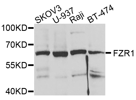 FZR1 Antibody - Western blot analysis of extracts of various cells.