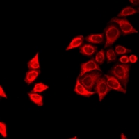 FZR1 Antibody