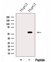 FZR1 Antibody - Western blot analysis of extracts of HepG2 cells using FZR1 antibody. The lane on the left was treated with blocking peptide.