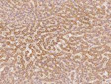 G0S2 Antibody - Immunochemical staining of human G0S2 in human liver with rabbit polyclonal antibody at 1:100 dilution, formalin-fixed paraffin embedded sections.