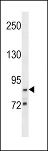 G2E3 / KIAA1333 Antibody - G2E3 Antibody western blot of A549 cell line lysates (35 ug/lane). The G2E3 antibody detected the G2E3 protein (arrow).