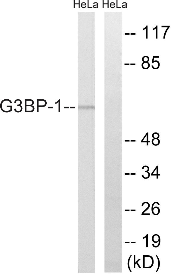 G3BP1 / G3BP Antibody - Western blot analysis of lysates from HeLa cells, using G3BP-1 Antibody. The lane on the right is blocked with the synthesized peptide.